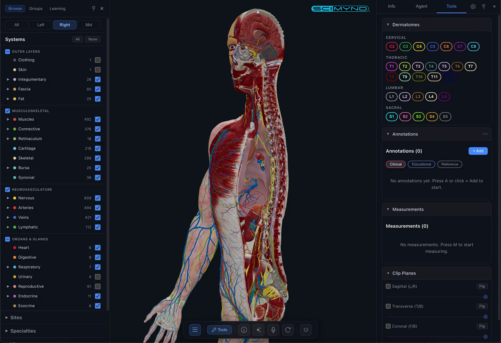 Deep anatomy view
