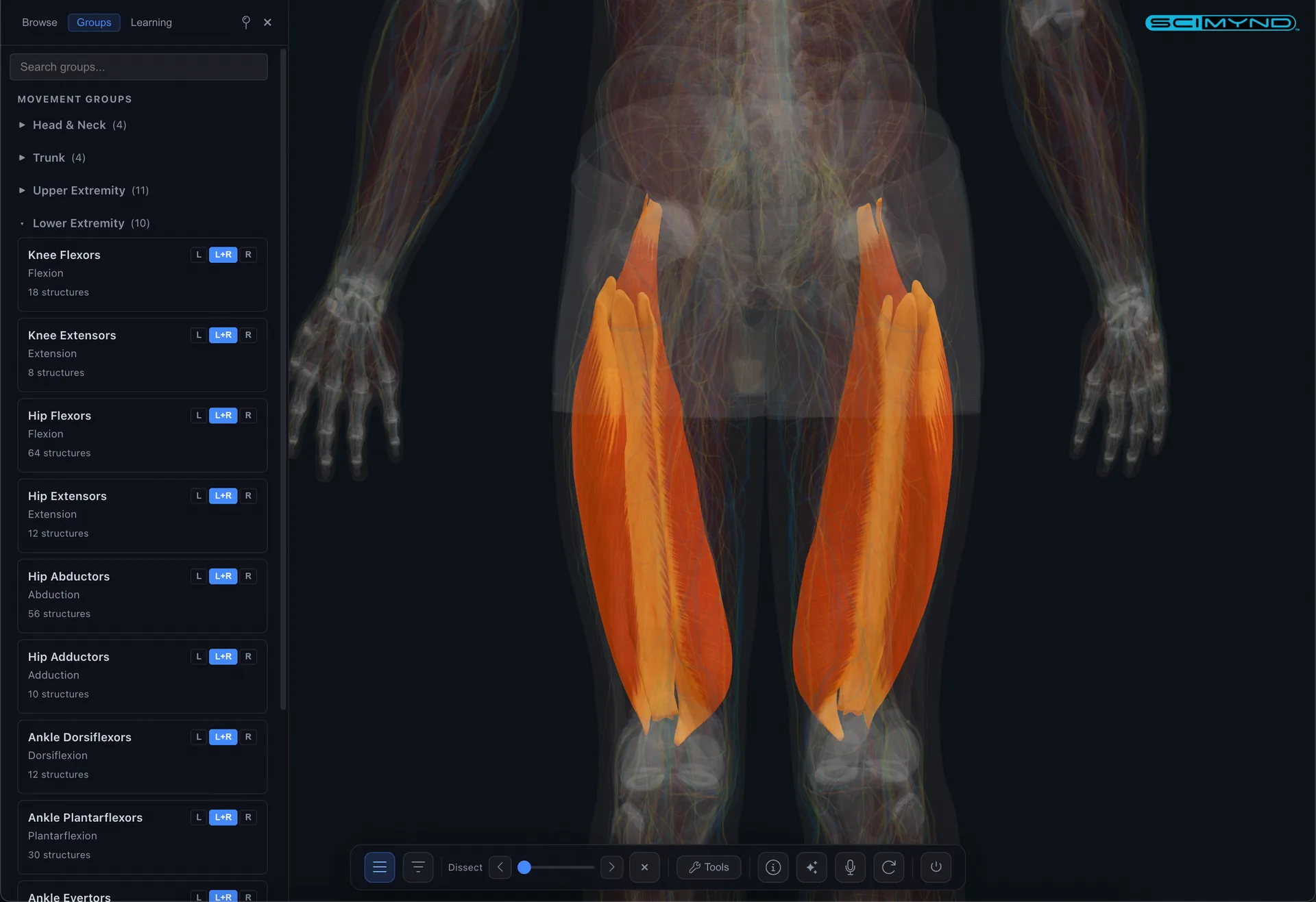 Functional muscle groups: lower body