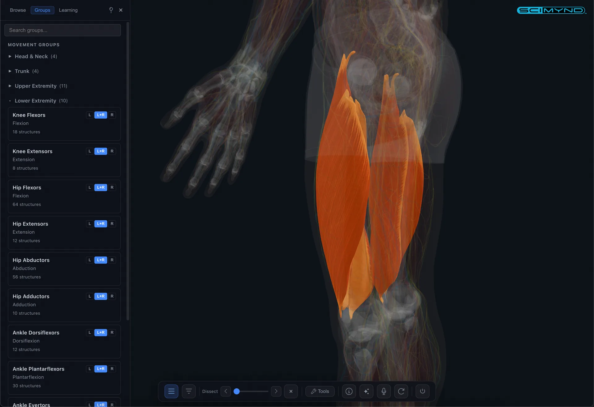 Functional muscle groups: upper body