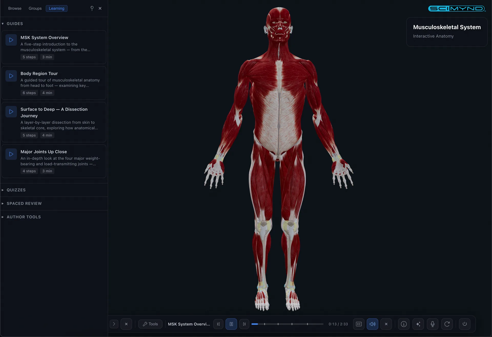 Full muscular system